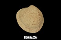 藏品(玉女環簾蛤)的圖片